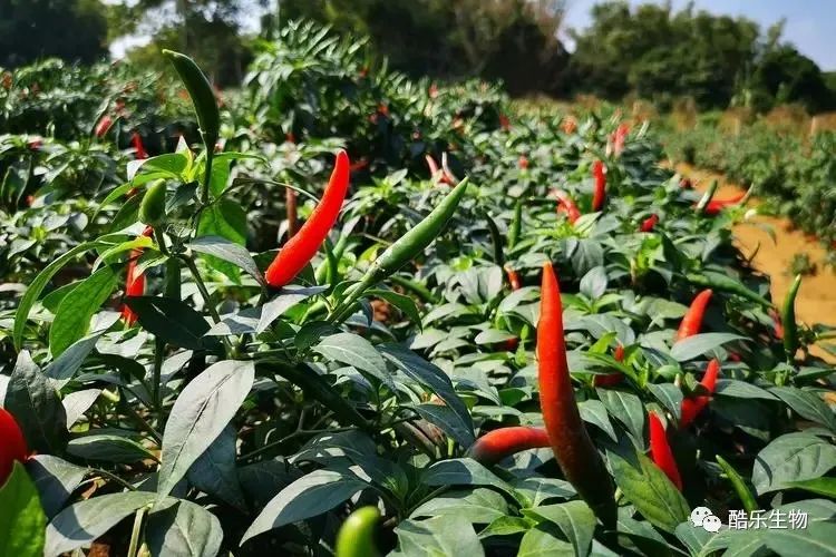 辣椒优质高产的6个管理小诀窍