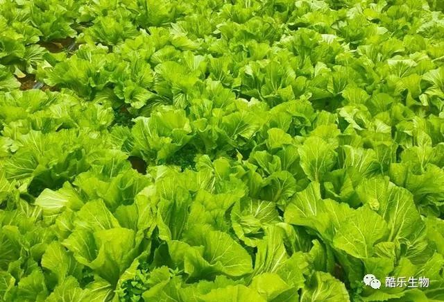 夏季蔬菜生产管理技术